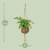 Monstera Minima Kokodama - Easy-care houseplant in a spherical pot Bild 2
