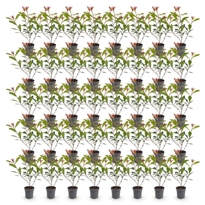 Green boutiQ - 40x Photinia fraseri Carre Rouge - Glanzmispel - Heckenpflanzen - Immergrün - Rot - Topf 9cm - Höhe 25-35cm