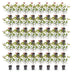 Green boutiQ - 40x Photinia fraseri Carre Rouge - Glanzmispel - Heckenpflanzen - Immergrün - Rot - Topf 9cm - Höhe 25-35cm Bild 2