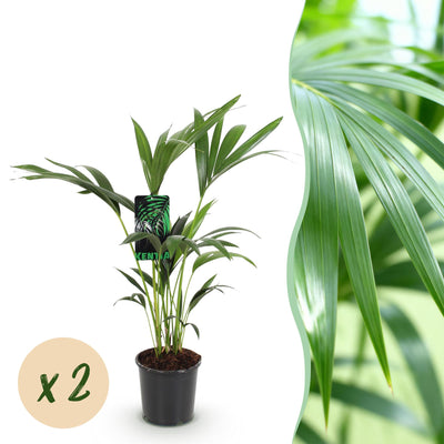 Green boutiQ - Zimmerpflanze - Howea Forsteriana - Kentia-Palme - Wenig Pflege - Grün - 2 Pflanzen - Topf 17cm - Höhe 70-75cm