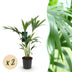 Green boutiQ - Zimmerpflanze - Howea Forsteriana - Kentia-Palme - Wenig Pflege - Grün - 2 Pflanzen - Topf 17cm - Höhe 70-75cm Bild 1