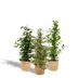 Zimmerpflanzen-Set: Ficus Benjamina Danielle, Twilight & Microcarpa Moclame Bild 1
