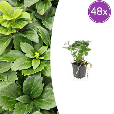 48x Pachysandra terminalis - ↕10-25cm - Ø9cm