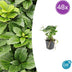 48x Pachysandra terminalis - ↕10-25cm - Ø9cm Bild 1