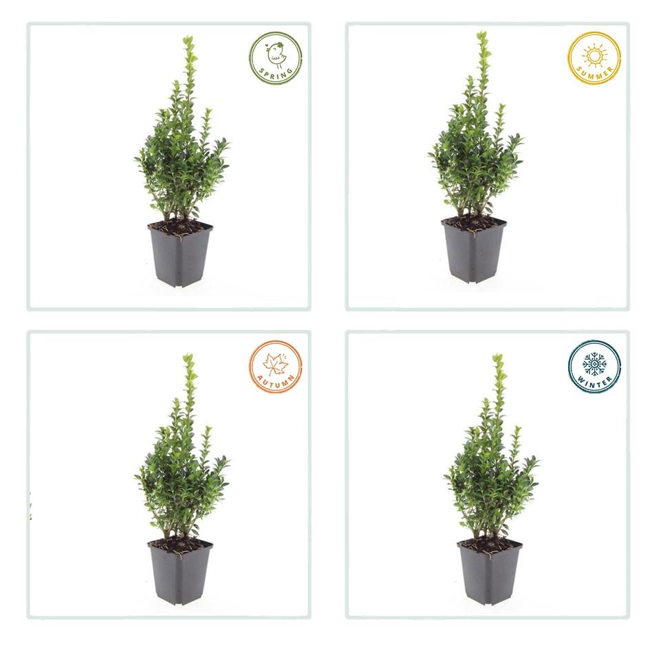 6x Buxus Sempervirens - ↕10-25cm - Ø9cm