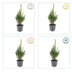 6x Common Boxwood - 10-25cm - Ø9cm Bild 4