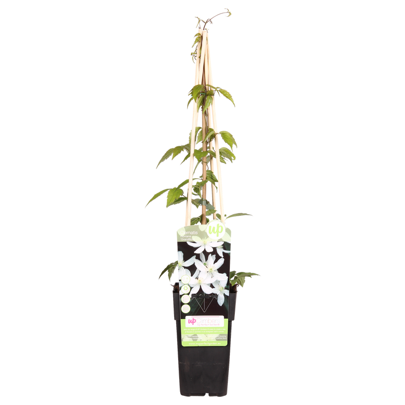 Clematis 'Grandiflora' - Kletterpflanze mit weißen Blüten, 65cm