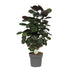 Polyscias Scutellaria Fabian, Ø19cm Topf, ca. 60-75cm hoch Bild 1