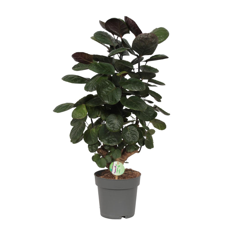 Polyscias Scutellaria Fabian, Ø19cm Topf, ca. 60-75cm hoch