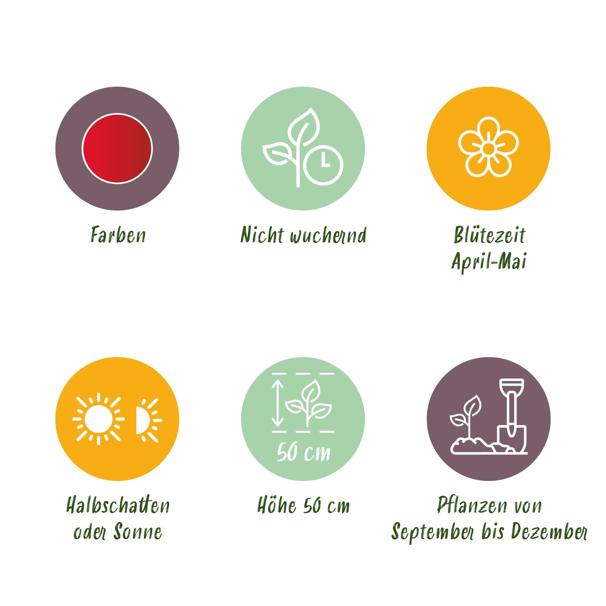 GreenboutiQ - Blumenzwiebeln - Tulp Triumph Red - Bulbs Hardy Perennial - Farbe Rot - 15 Stück - Zwiebelgröße 11/12 - XXL Pack