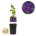 GreenboutiQ Clematis 'Star of India' - 2 plants, pink flowers Bild 1