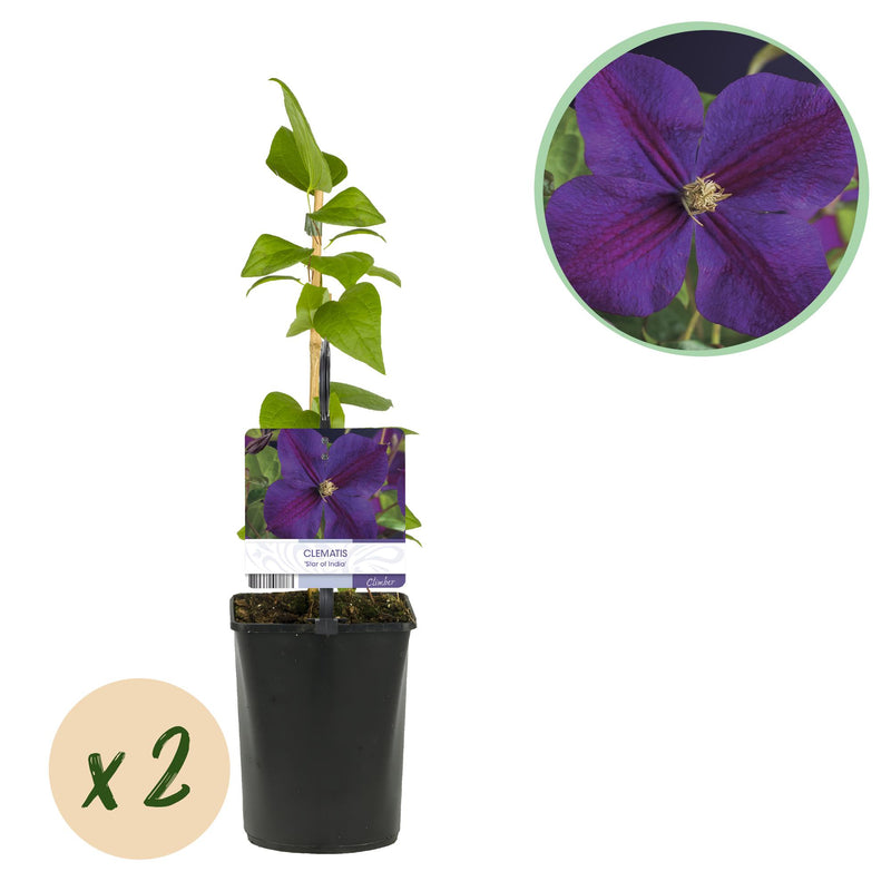 GreenboutiQ Clematis 'Star of India' - 2 plants, pink flowers