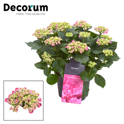 Hydrangea Curly Wurly Roze: Zierde für Ihr Zuhause & Garten