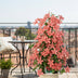 3x Clematis Rouge Cardinal - Schlinger, 65cm Topf Ø15 Bild 4