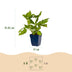 Green boutiQ - Perennial - Persicaria amplexicaulis - Knotweed - Bee and Butterfly Attractors - Red - 6 Plants - Pot 11cm - Height 15-25cm Bild 2