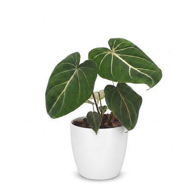 Green boutiQ - Philodendron Gloriosum - Gloriosum Philodendron - 1 plant - with white pot - pot 12cm - height - 25cm