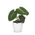 Green boutiQ - Philodendron Gloriosum - Gloriosum Philodendron - 1 Pflanze - mit Weißem Topf - Topf 12cm - Höhe - 25cm Bild 2