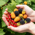 GreenboutiQ Obstpflanzen: Beeren-Trio - Winterhart - 3er Topf 9cm Bild 5