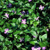 24x Vinca major (Großes Immergrün) - 10-25cm, robuster Bodendecker Bild 6
