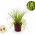 GreenboutiQ Carex oshimensis Everillo Ziergras - Gelb - 4er Set Bild 1