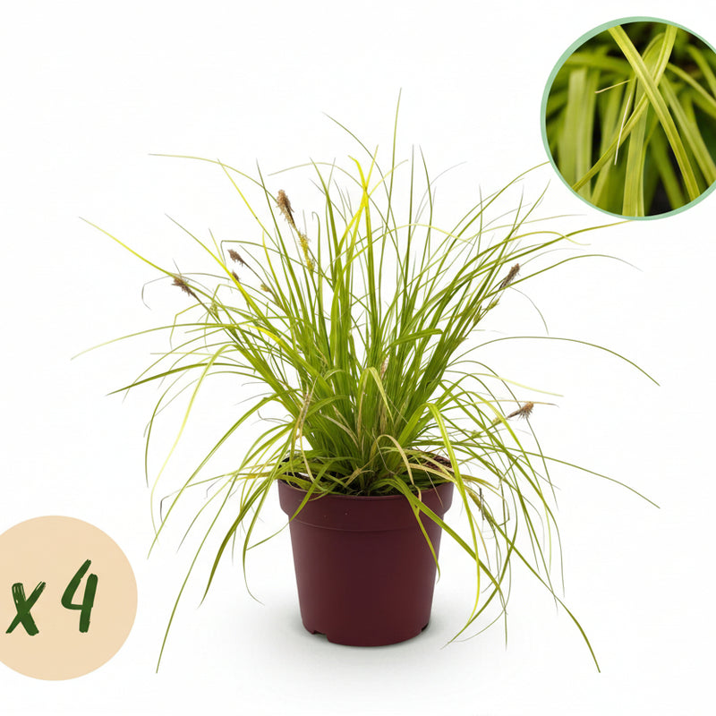GreenboutiQ Carex oshimensis Everillo Ziergras - Gelb - 4er Set