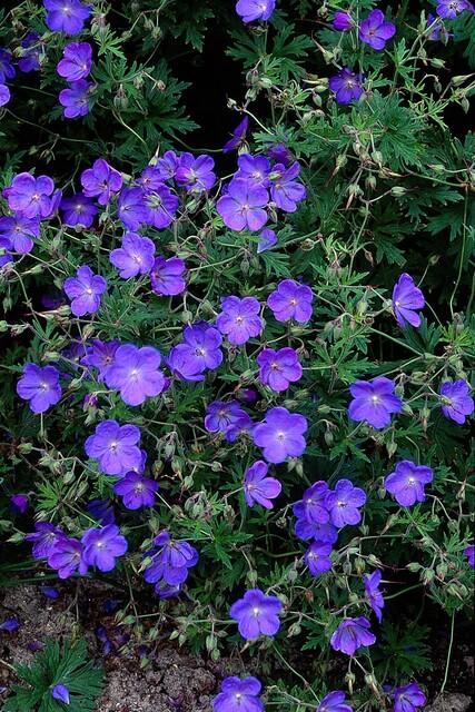 6x Geranium 'Johnson's Blue' - ↕10-25cm - Ø9cm