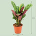 Ctenanthe Burle-Marxii im 14cm Topf: Einzigartige Gebetspflanze mit Fischgrätenmuster Bild 2
