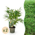 GreenboutiQ Bambus Fargesia rufa - Grün - 2 Pflanzen, 60cm Bild 1
