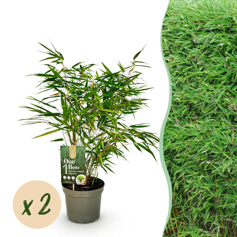 GreenboutiQ Bambus Fargesia rufa - Grün - 2 Pflanzen, 60cm