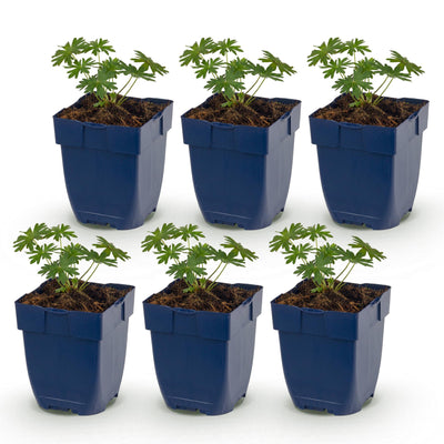 Green boutiQ - Perennial - Geranium sanguineum 'Album' - Bloody Cranesbill - Groundcover - White - 6 Plants - Pot 11cm - Height 15-25cm