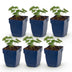 Green boutiQ - Perennial - Geranium sang. Album - Crane's Bill - Ground Covering - White - 6 Plants - Pot 11cm - Height 15-25cm Bild 1