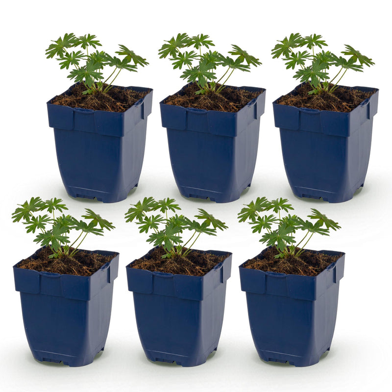 Green boutiQ - Perennial - Geranium sang. Album - Crane's Bill - Ground Covering - White - 6 Plants - Pot 11cm - Height 15-25cm