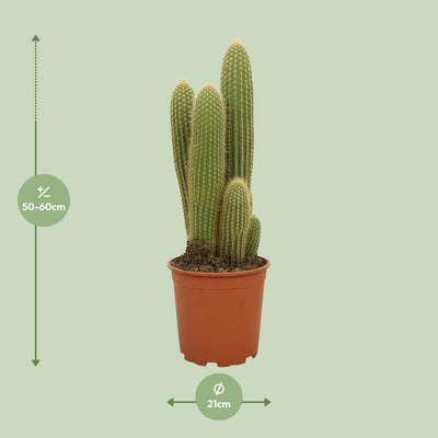 Vatricania Guentheri - Ø21cm - ↕55cm - Exotische Zimmerpflanze