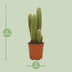 Vatricania Guentheri - Ø21cm - ↕55cm - Exotic Houseplant Bild 2
