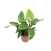 Philodendron Imperial Green: Große Zimmerpflanze Ø27cm, 80cm hoch Bild 1