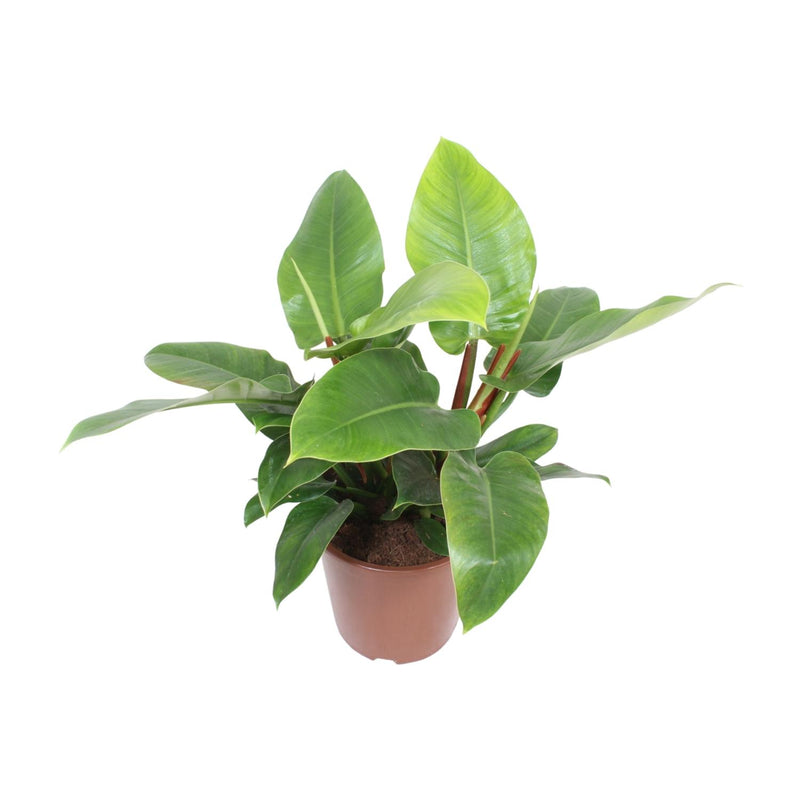Philodendron Imperial Green: Große Zimmerpflanze Ø27cm, 80cm hoch