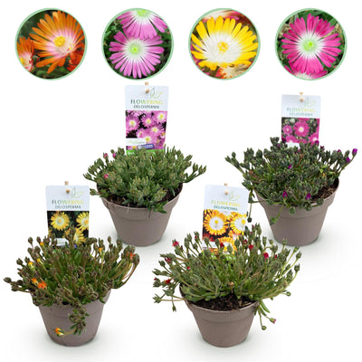 GreenboutiQ Bodendecker: Delosperma Jewel of Dessert (4 Pflanzen)