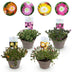 GreenboutiQ Ground Cover: Delosperma Jewel of Desert (4 plants) Bild 1