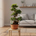 Ficus Ginseng Ø27cm - 70cm hoch Bild 3