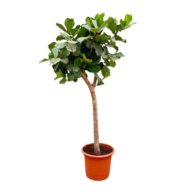 Ficus Lyrata Geigenfeige XXXL - 230cm - Ø40-45