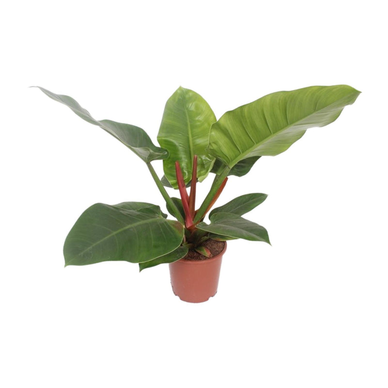 Philodendron Imperial Green Topf 17cm, Höhe 60cm