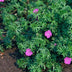 48x Geranium 'Tiny Monster' | 10-25cm hoch | Ø9cm Topf Bild 5