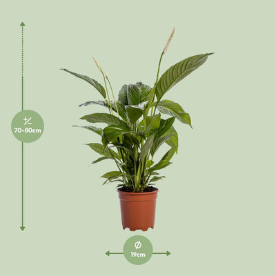 Spathiphyllum Bingo Cupido - Weiße Friedenslilie, Ø19cm, ↕80cm