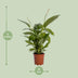 Spathiphyllum Bingo Cupido - Weiße Friedenslilie, Ø19cm, ↕80cm Bild 2