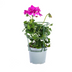 8x Hängegeranien Violett Ø12cm, Höhe 20cm Bild 1