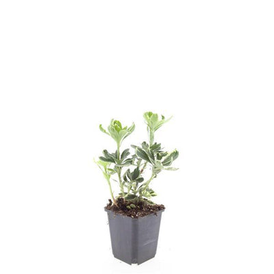 24x Pachysandra term. 'Variegata' Bodendecker, 10-25cm