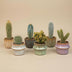 Kaktus-Set: 6 Mini-Kakteen mit Keramiktöpfen Barcelona Bild 3