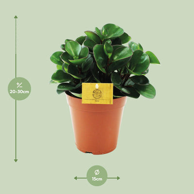 Peperomia Burning Bush - Pflegeleichte Zimmerpflanze, Ø15cm, ↕25cm