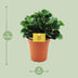 Peperomia Burning Bush - Pflegeleichte Zimmerpflanze, Ø15cm, ↕25cm Bild 2