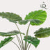 Kunstpflanze - Alocasia - 70 cm Bild 3